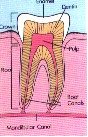 Figure A. Diagram of a healthy tooth